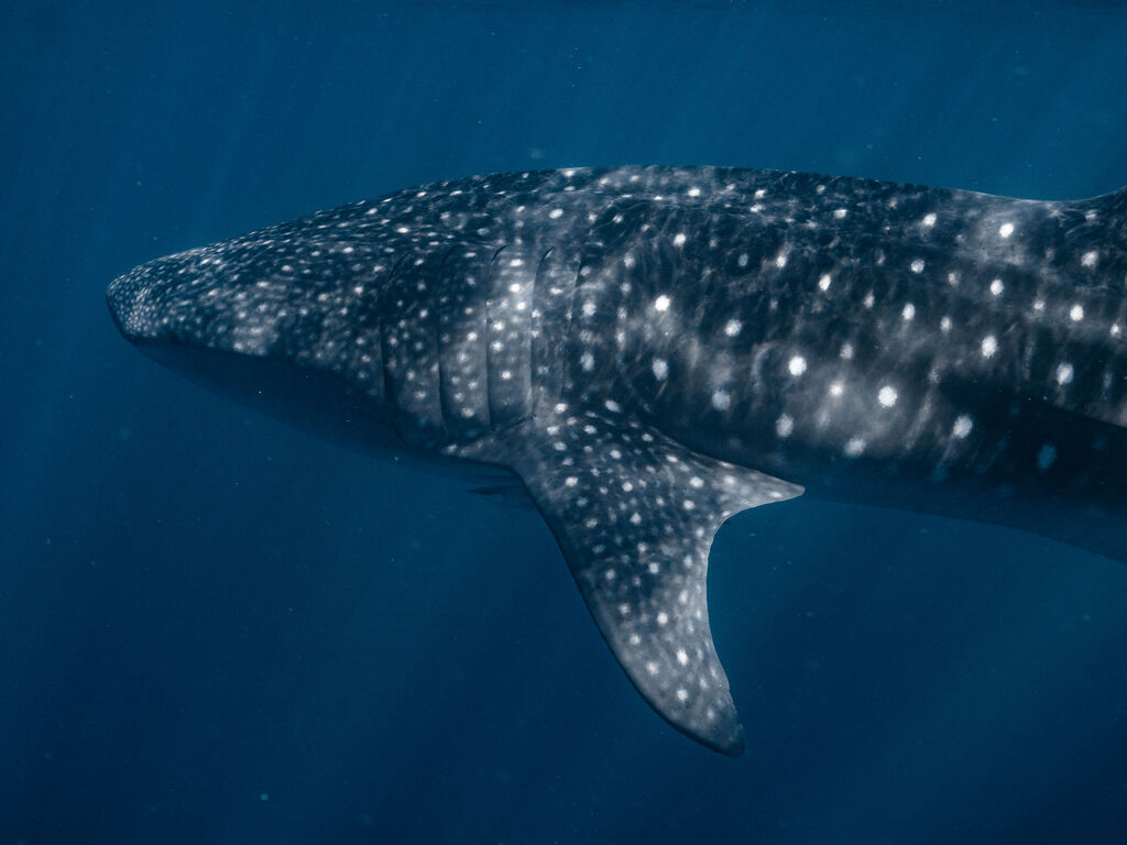 3c50ad25-c027-4af8-a974-a9d592e5738e