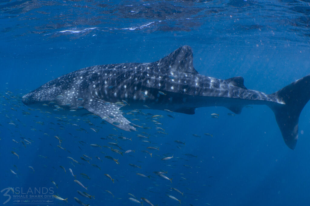 69e3ad35-c44f-4c6f-9fa3-069bd75dbf34