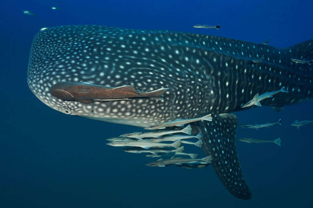 e8f12a70-cac2-445a-a93b-8194998c767b