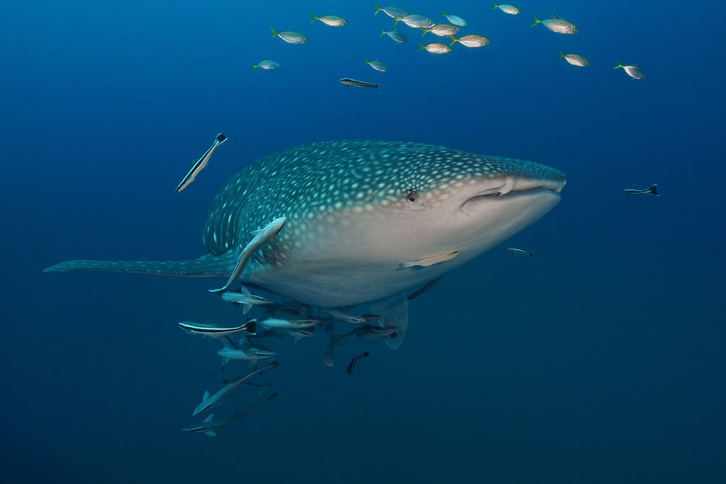 e8f12a70-cac2-445a-a93b-8194998c767b