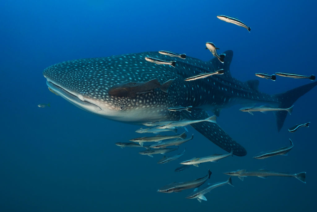 e8f12a70-cac2-445a-a93b-8194998c767b