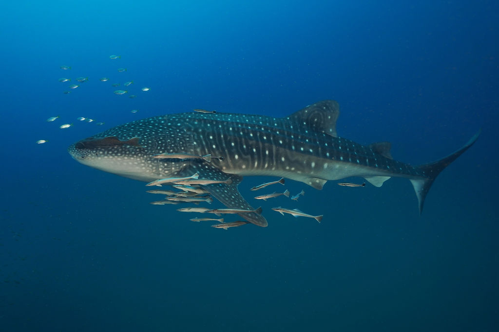 e8f12a70-cac2-445a-a93b-8194998c767b