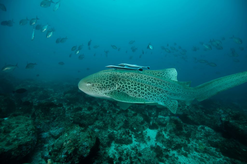 57d96075-b132-4860-a92f-5491cbb1c390