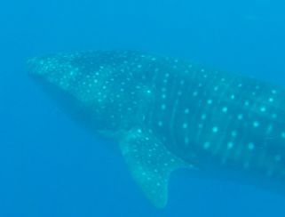 22cef7a9-983d-4795-9627-2a5df7218b69