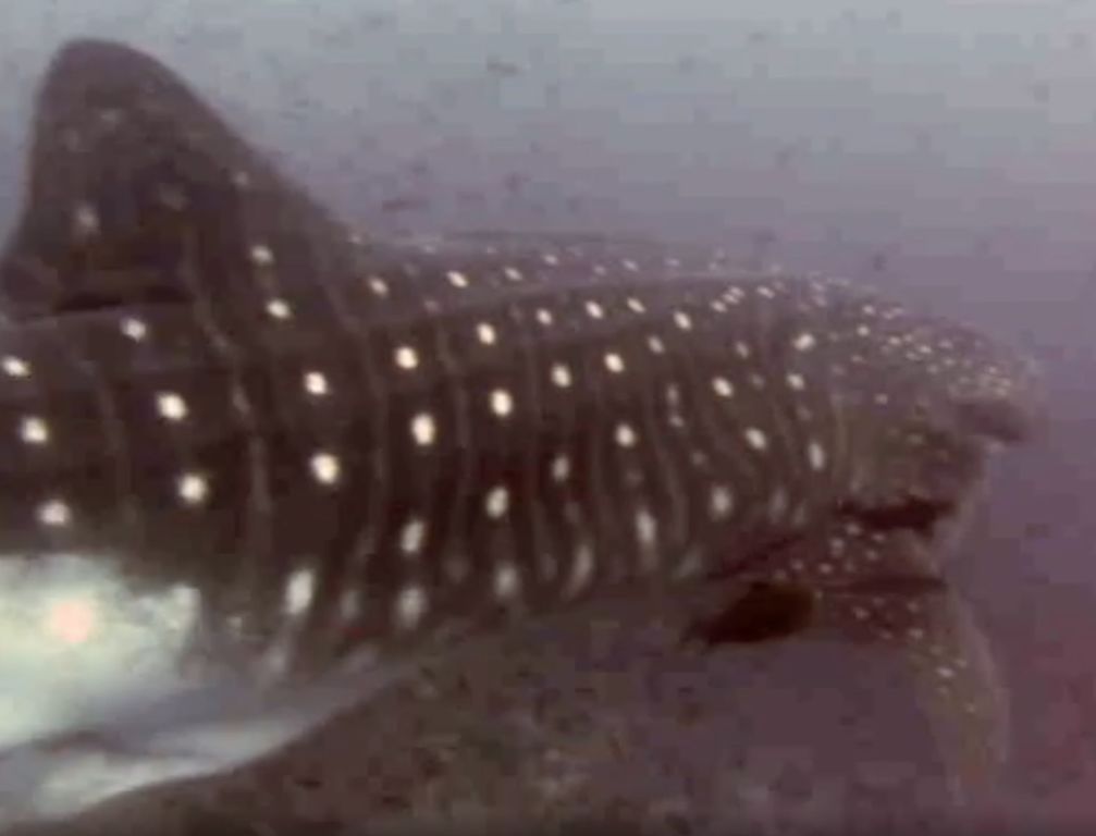 f75897dd-4c89-4638-b8f4-053bd97a994c