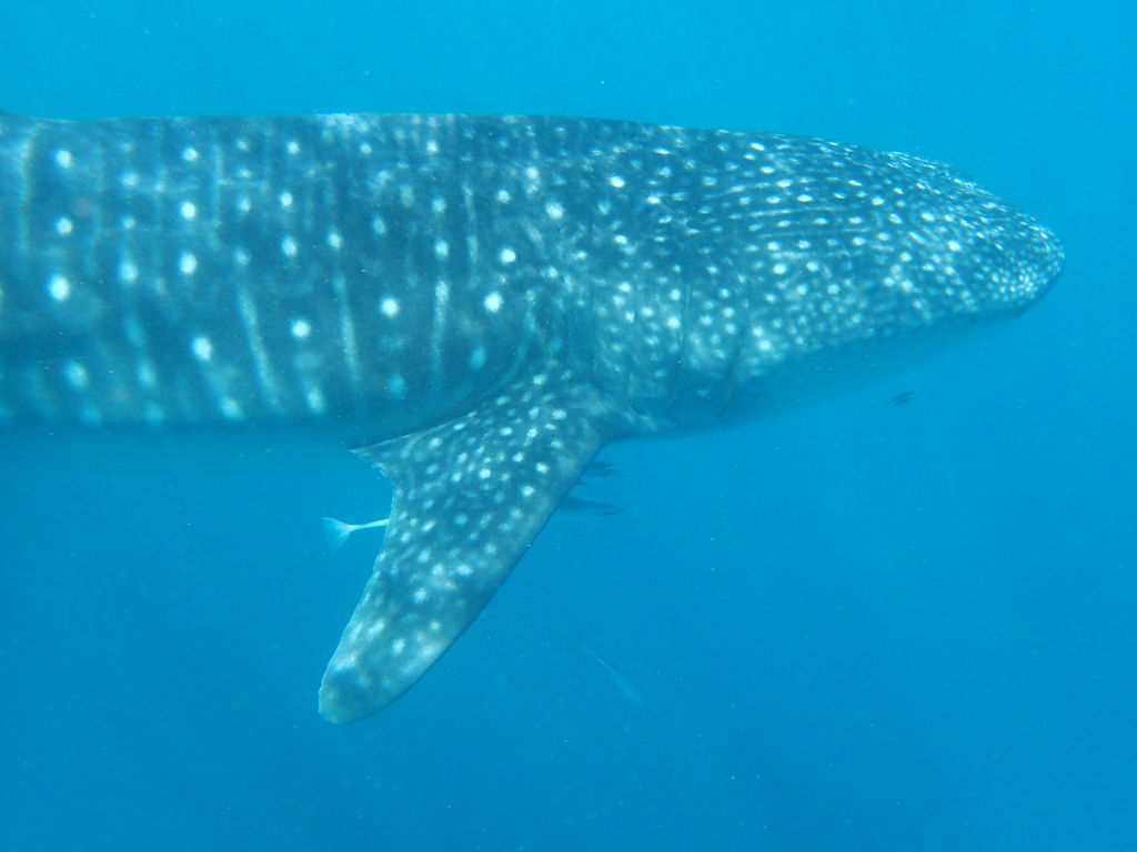 bcfa8c0f-89cb-4ea5-be0a-3696477ee127