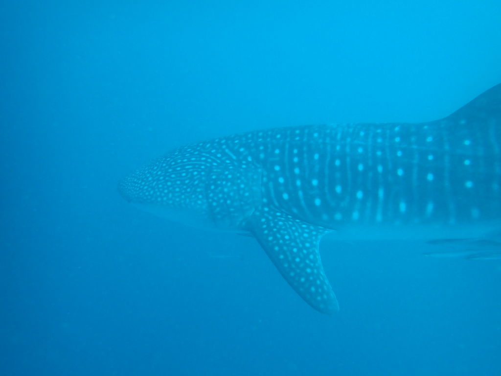 bcfa8c0f-89cb-4ea5-be0a-3696477ee127