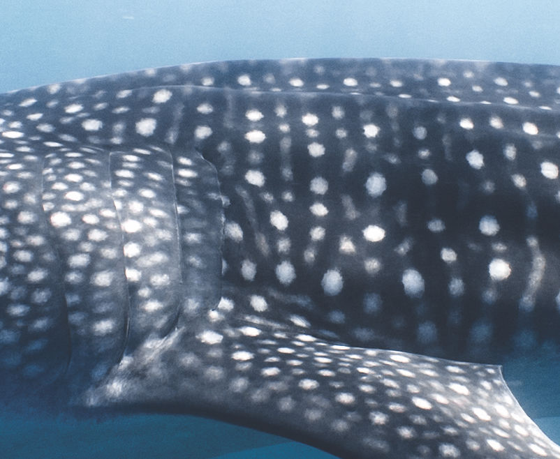 a1e789c1-d0dc-4178-bd06-4facc8909540