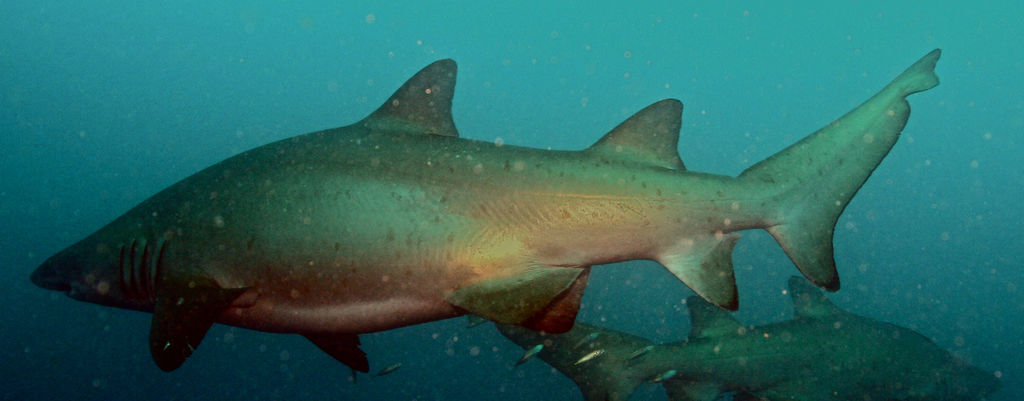 6766fae1-3a71-439a-9c87-8c0f0bf9b5e5