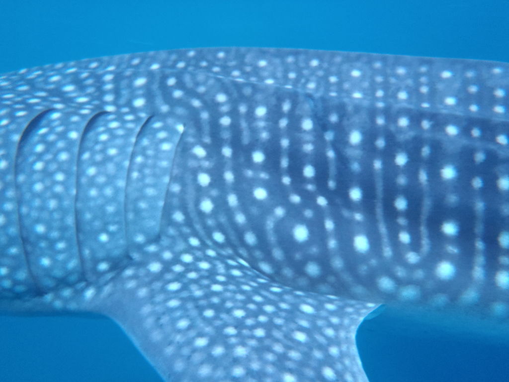 75975726-18ac-4ab7-b2d8-ef5e262159d2