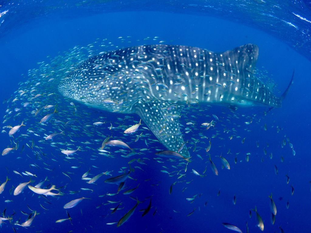 935e4457-c029-473a-8c44-cf010dc791c5