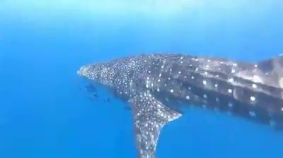 73d10c12-c0e4-414b-a17d-ae0ca073f18e