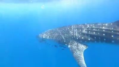 73d10c12-c0e4-414b-a17d-ae0ca073f18e