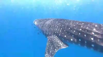 73d10c12-c0e4-414b-a17d-ae0ca073f18e