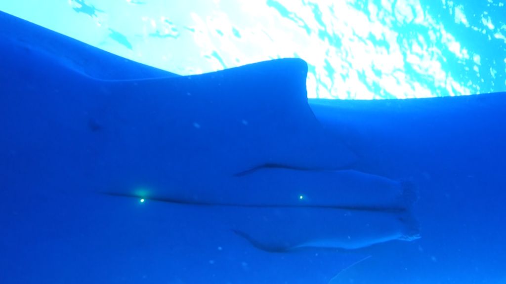 4a2ee421-3cd6-46b0-9446-95b13658c025