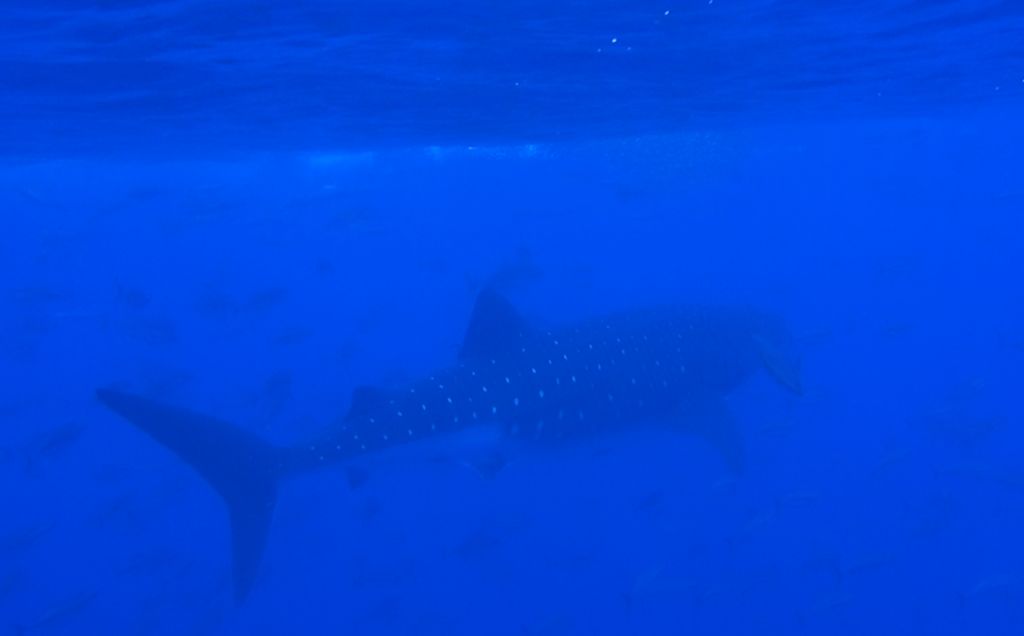 4a2ee421-3cd6-46b0-9446-95b13658c025