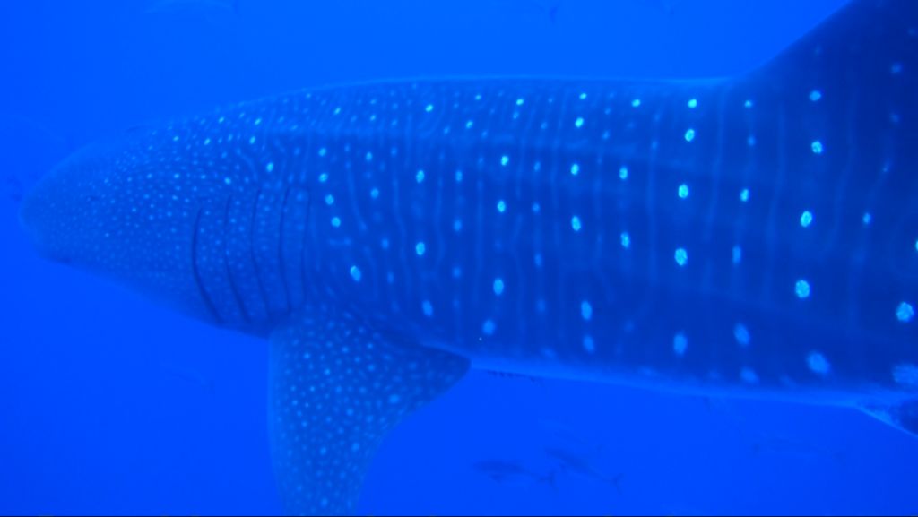 4a2ee421-3cd6-46b0-9446-95b13658c025