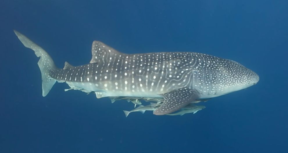 fa55a489-a5d6-47d5-8aec-c60fdeac08bd