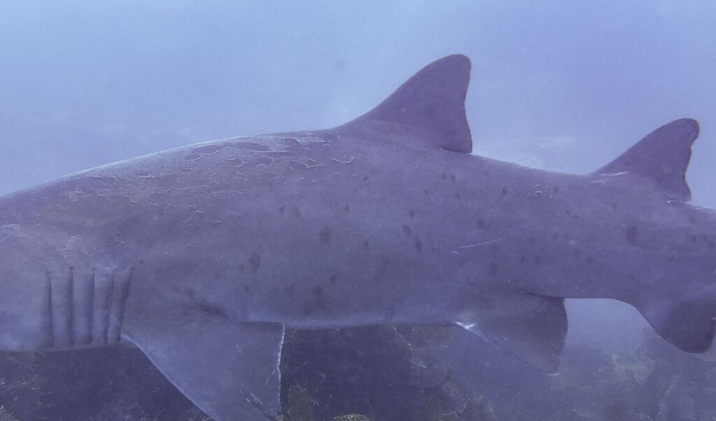 bed83f1b-2b57-4eb5-b99c-b5034253d5c4