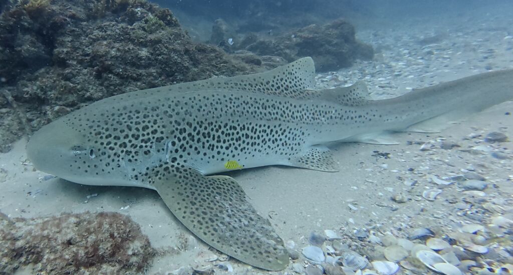 27086bbc-41e7-4b65-a3de-3438f0887c16