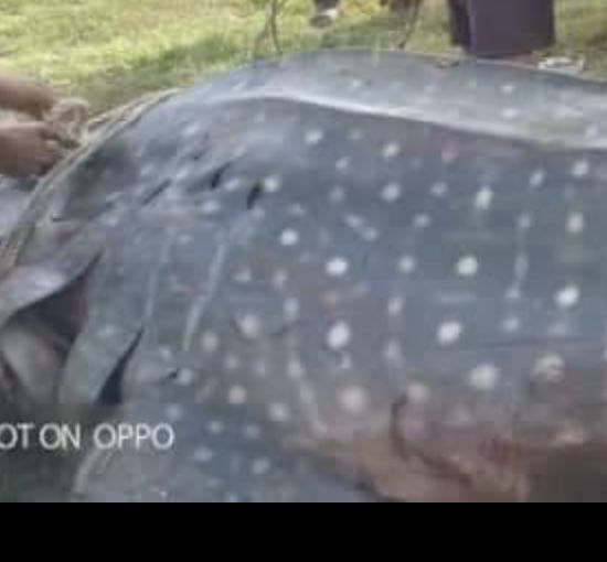 49f484fa-26e5-4c83-a25c-75dd925dbebf