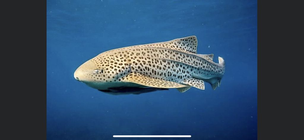 ca9a9f0f-0009-4411-8125-36d3a9974a3d