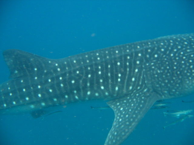 e9a3a11c-aab4-4c75-b2a1-a4515692569b