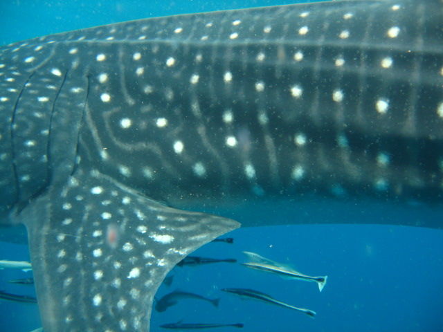 e9a3a11c-aab4-4c75-b2a1-a4515692569b