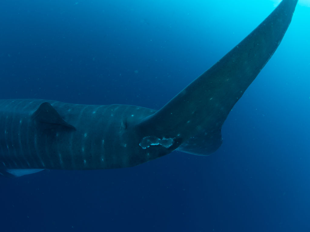 5ff20a4c-5614-41f4-9984-1f5034bd9830