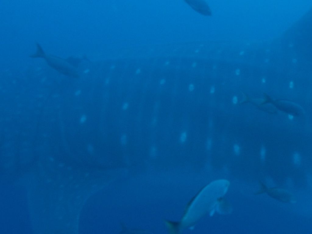 5ff20a4c-5614-41f4-9984-1f5034bd9830