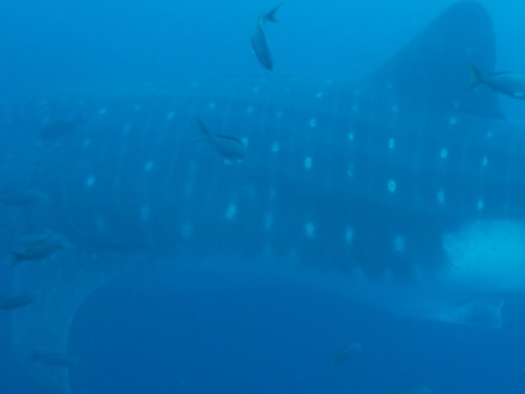 5ff20a4c-5614-41f4-9984-1f5034bd9830