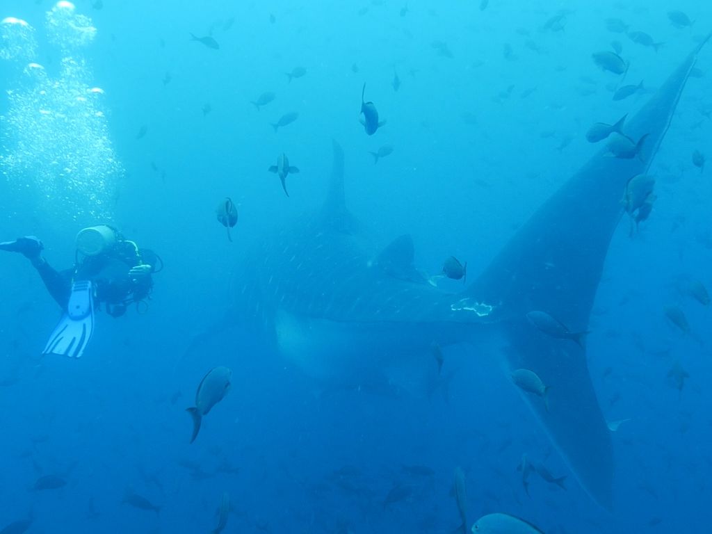 5ff20a4c-5614-41f4-9984-1f5034bd9830