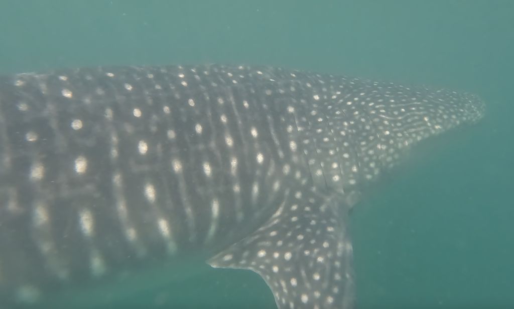 a7685401-d1da-4494-bb4f-e15537596925