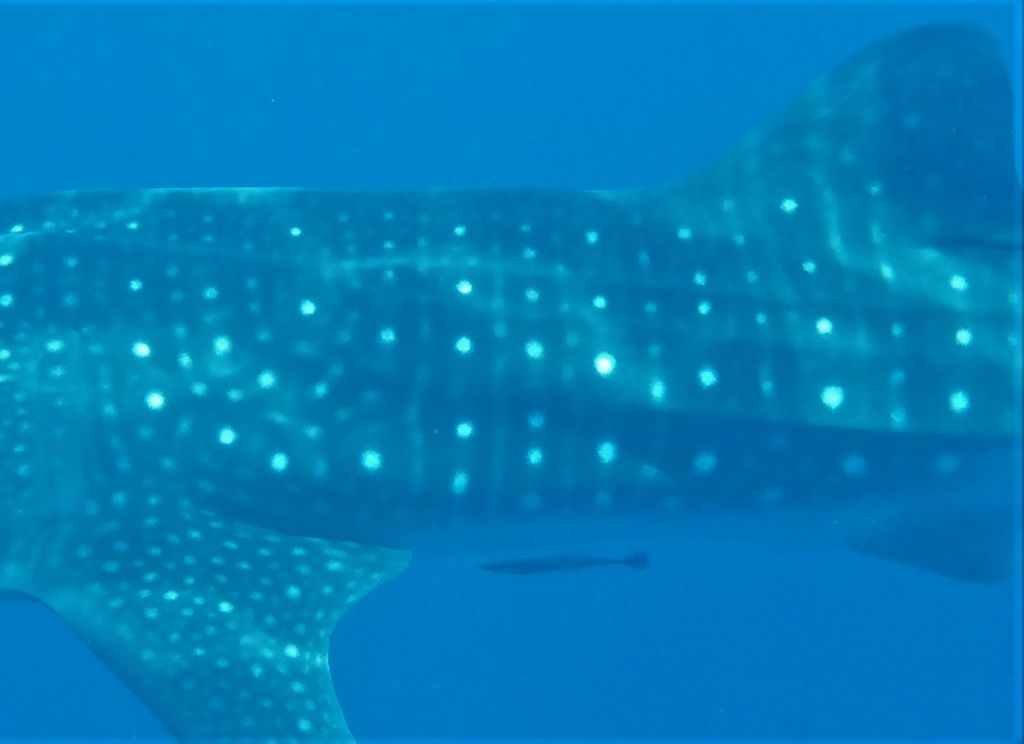 f7b1564c-0382-4524-8dcd-53e13f271cc8