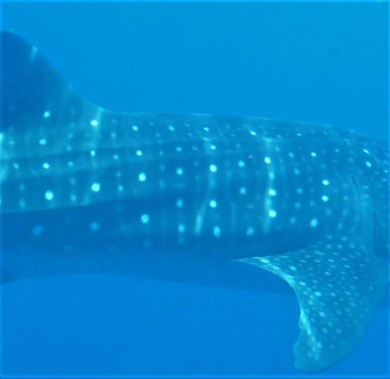 f7b1564c-0382-4524-8dcd-53e13f271cc8