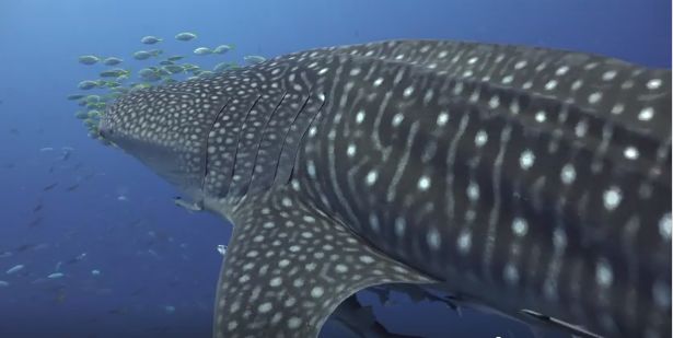 03df6915-7068-45b7-8752-9bcfea084c28