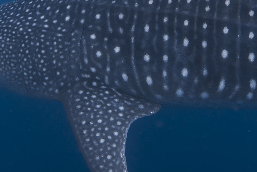 5ee8a33b-f1f5-4733-9efd-654113279f34