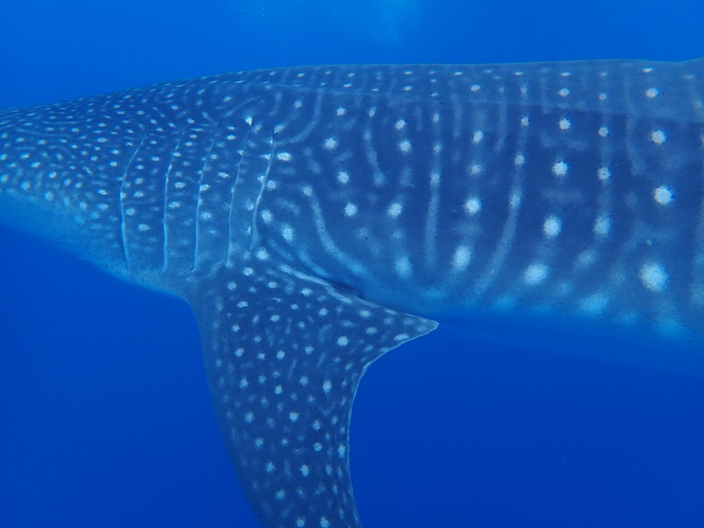 6509dc5d-9e14-497d-990a-403e72dfd830