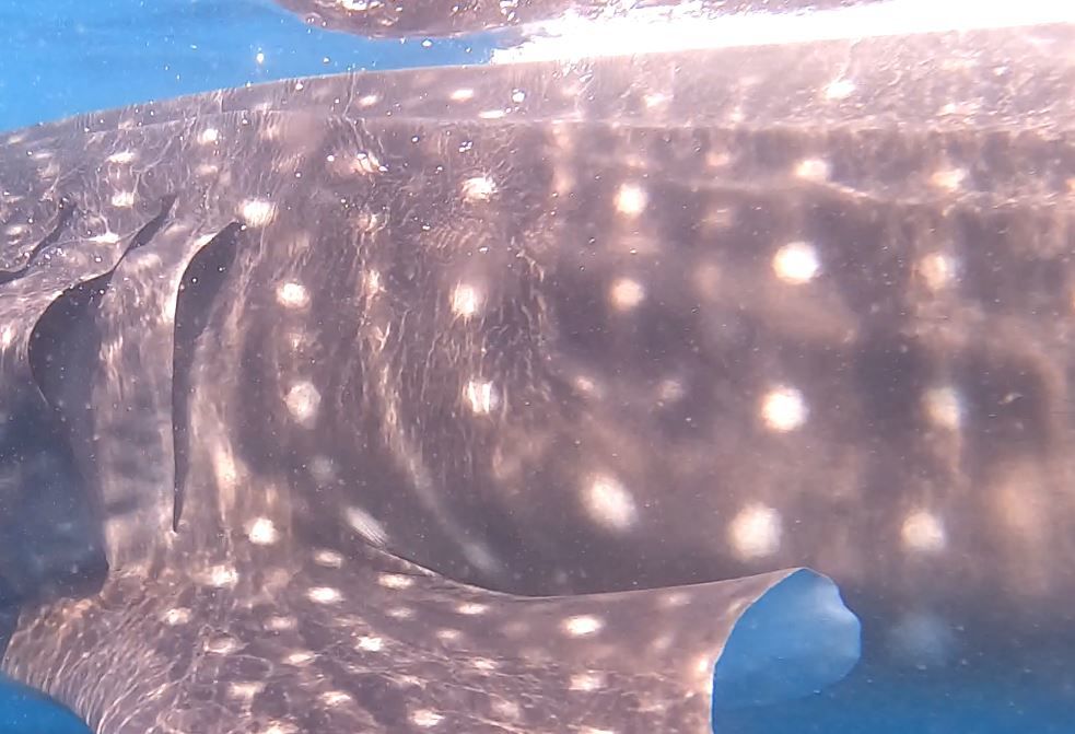 a233b310-7d96-47a0-aba2-b7ed0e08325f