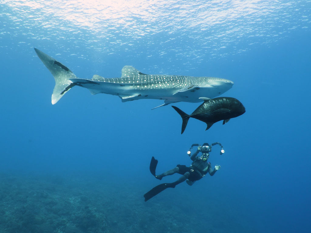 94f28935-a82a-429c-a7de-ea0984b2e751