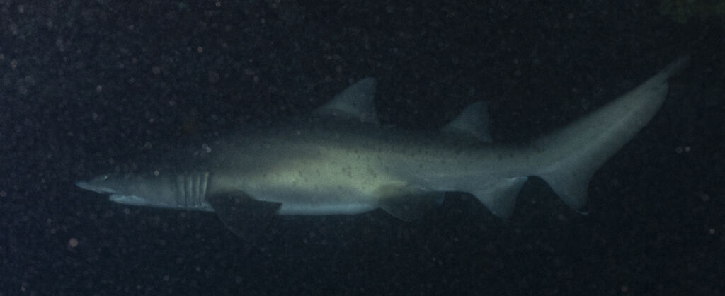 6f66ea98-3c9b-422c-af7c-08b773f9b0f2