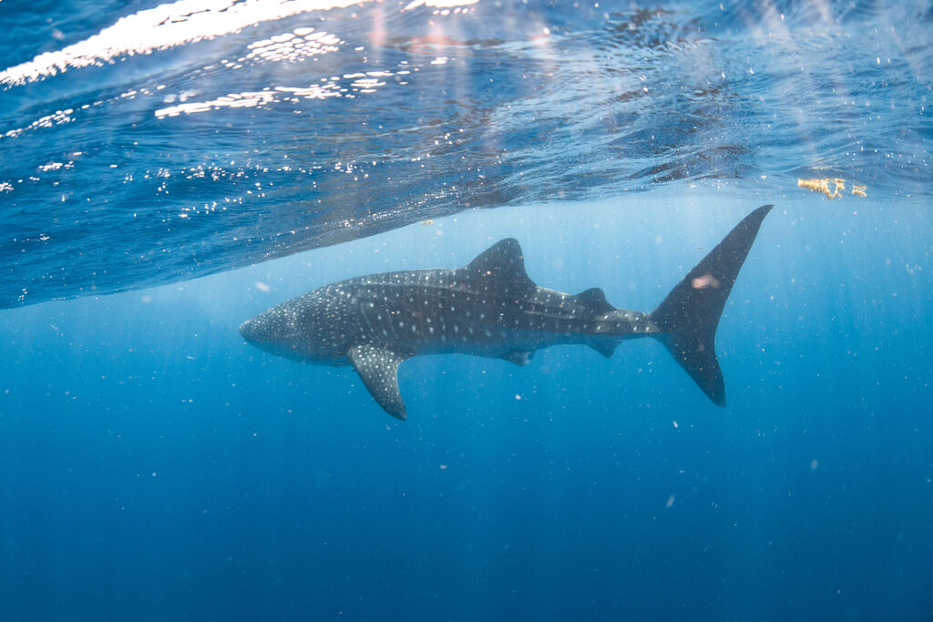 f48d8181-8092-4c7f-adb6-bf470d860d75