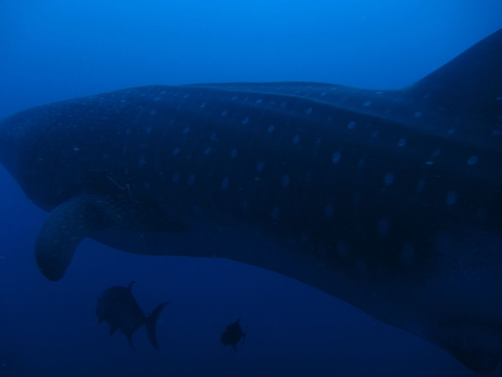 66f73ac4-53cc-4686-8858-24a21cbcaa04