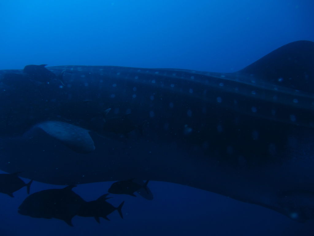 66f73ac4-53cc-4686-8858-24a21cbcaa04