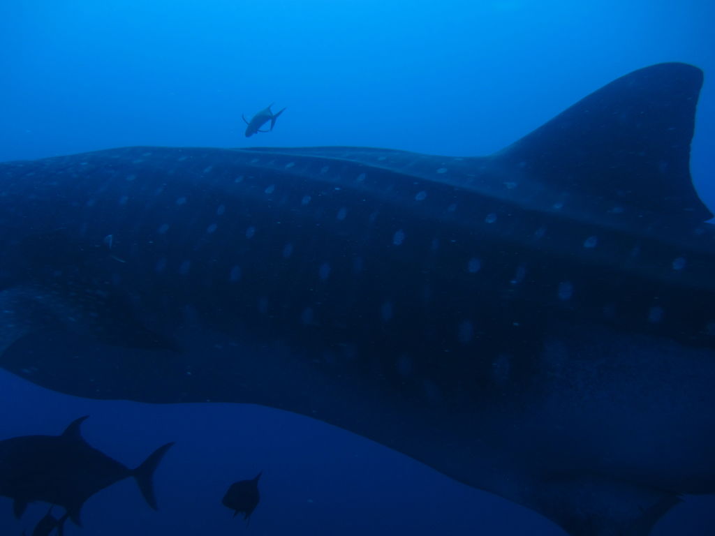 66f73ac4-53cc-4686-8858-24a21cbcaa04