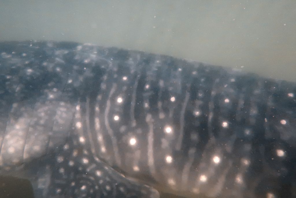 956d6d8f-a58e-43b6-99da-08c6677b8ded