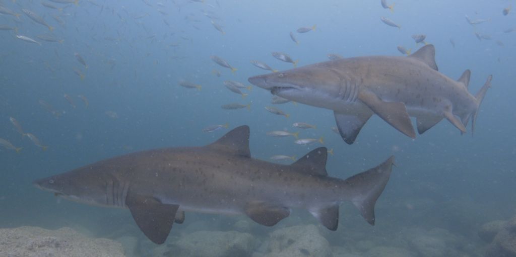 353397cf-f5e7-44c7-8dbf-e0359e7030f6