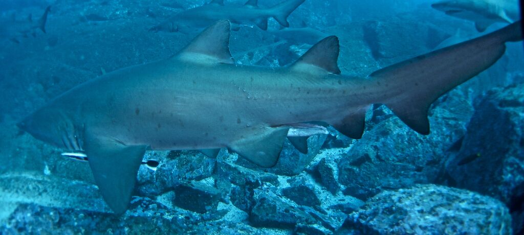 a9e9fa57-b0cb-444e-8cf5-ecf2aafdb77e