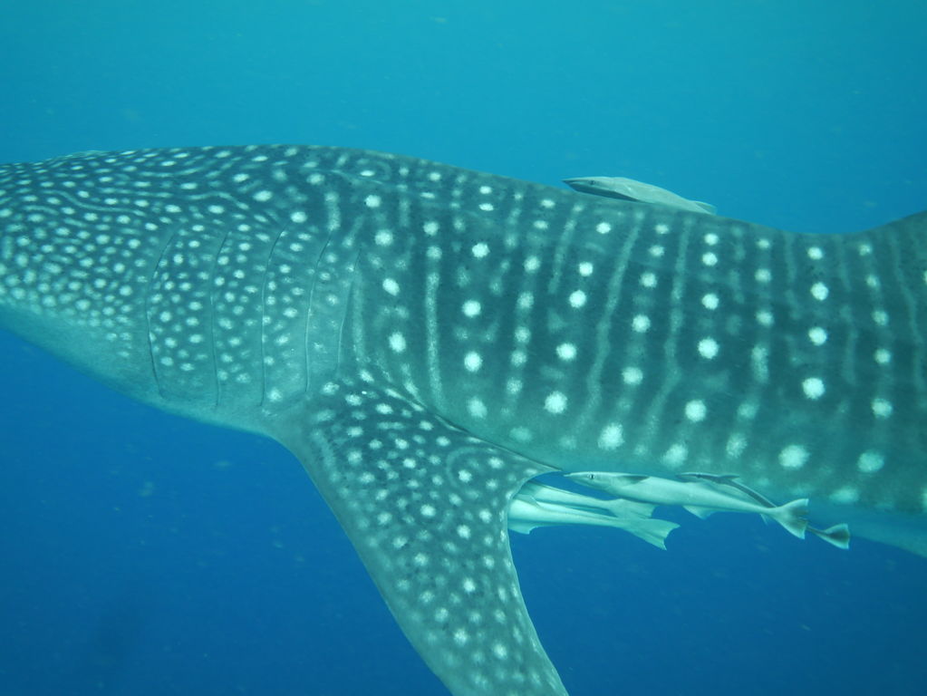 f1074f6e-e59e-4362-b6ef-7a829e68a9e7