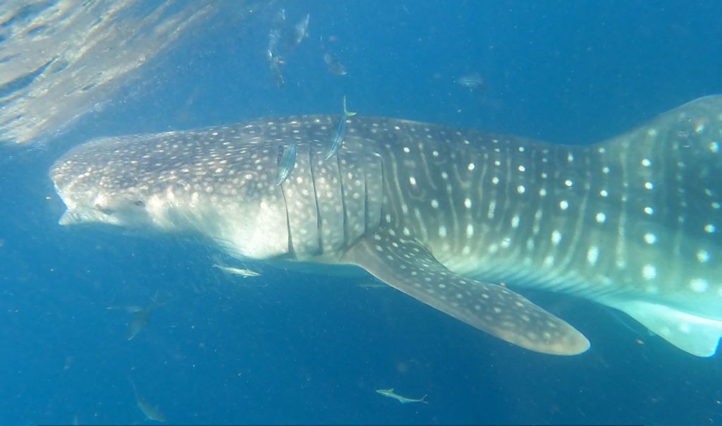 caf1377c-a89b-4b52-ba14-e68cfe72a421